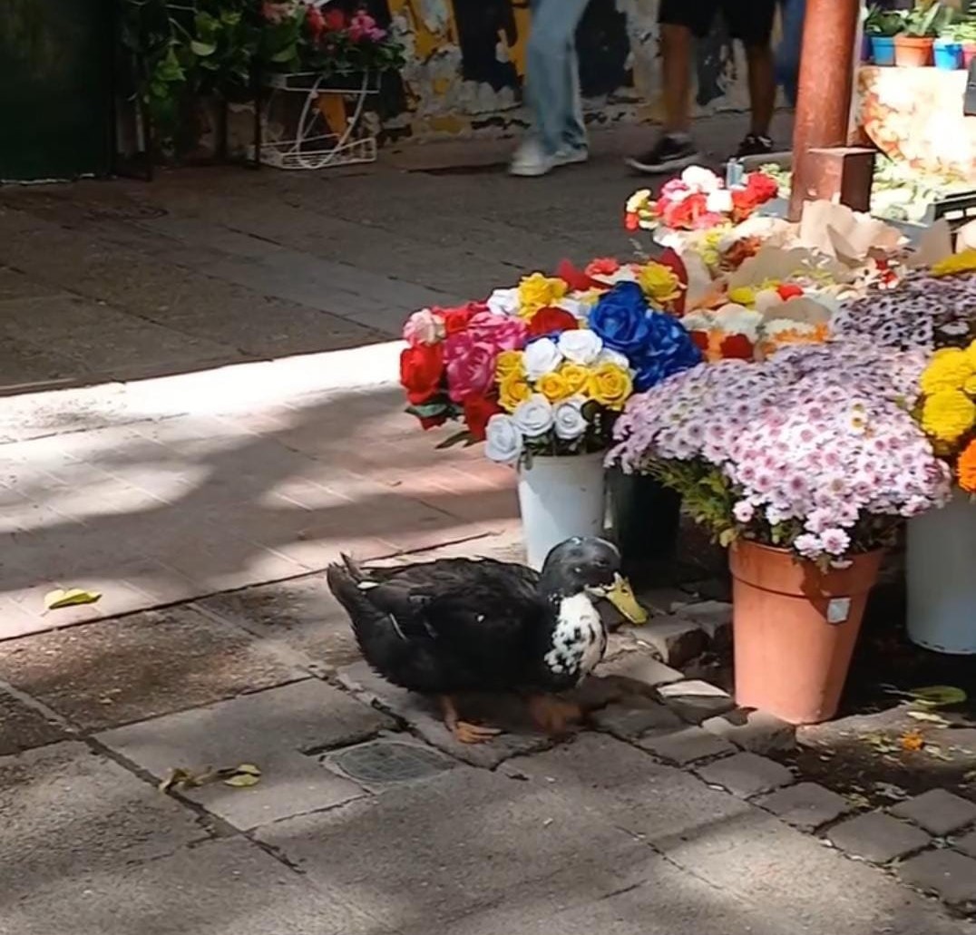 radiomitremza's tweet photo. #PatoJuan  La vicegobernadora @hebesil pidió que liberen al pato Juan. Por su parte el intendente @UlpianoSuarez indicó: "Necesitamos más políticos que cumplan las reglas y menos que se guíen por lo que dicen las redes sociales". #ClimaPolítico #PrimeroMendoza @cintitavargas https://t.co/0YEVH6Ulta