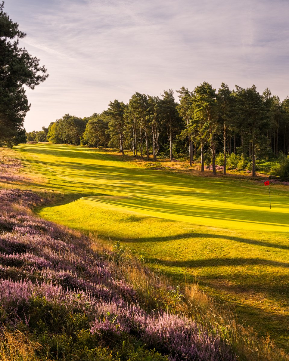 The heather is now in bloom, adding another layer of colour to our beautiful course.

It would be remiss to not extend a huge thanks to our team for their work restoring the heathland over the past few years — the course wouldn’t look like this without your dedication.