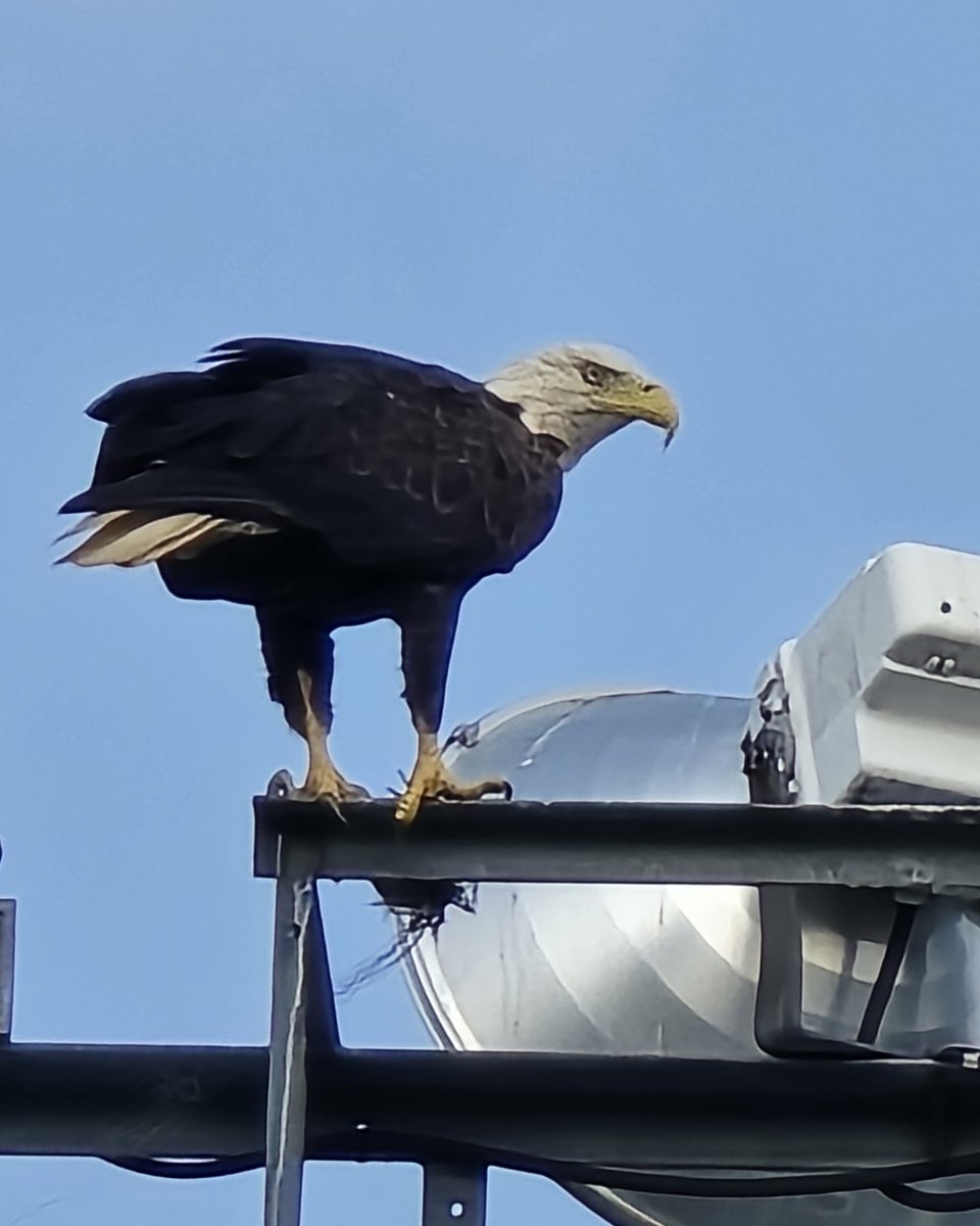 Even the wildlife can't wait to meet our eagles next week! Check out this gorgeous photo taken at Forge this mornig by our maintenance superstar Mr. Jones, who keeps our building in tip-top shape and has been on the move for weeks to get our building ready!