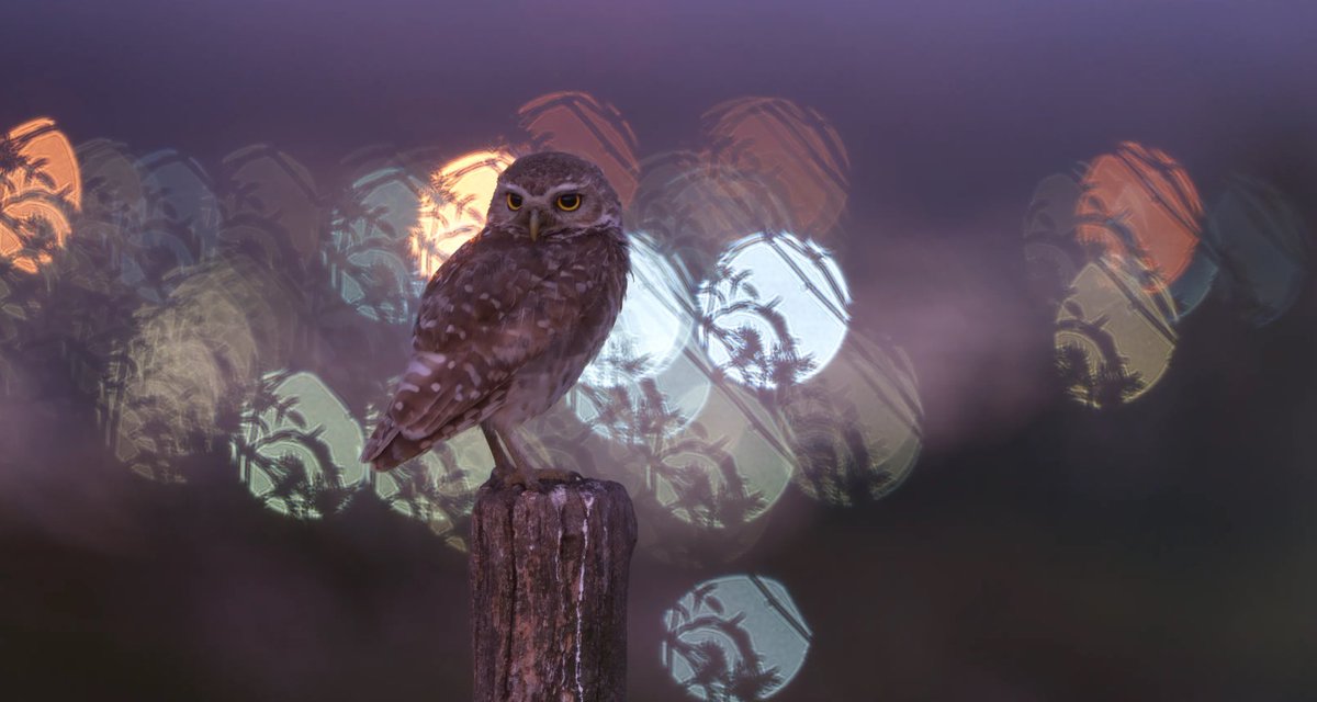 This wonderfully artistic shot was captured by Crowd member Daniel Callejo Rossi, and secured a well deserved expert win in our recent “Technique- Bokeh” contest, created and judged by the very talented Alex Poll. 🏆 👏 

photocrowd.com/photo-competit…