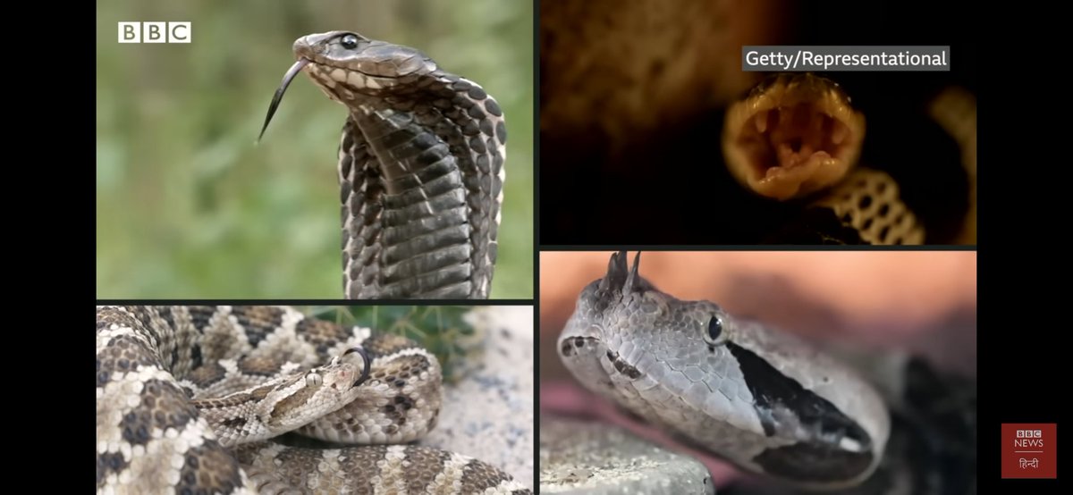 🐍भारत के 'Big 4' ज़हरीले साँप —
कॉमन क्रेट, रसेल वाइपर, इंडियन कोबरा व सॉ स्केल्ड वाइपर..

हर साल बरसात के मौसम में इन्हीं साँप के काटने के सबसे ज्यादा मामले सामने आते हैं।

भारत में कुल ~310 प्रजातियाँ पाई जाती हैं, जिनमें से सिर्फ़ 67 ही ज़हरीली हैं — लेकिन सावधानी ज़रूरी है।
