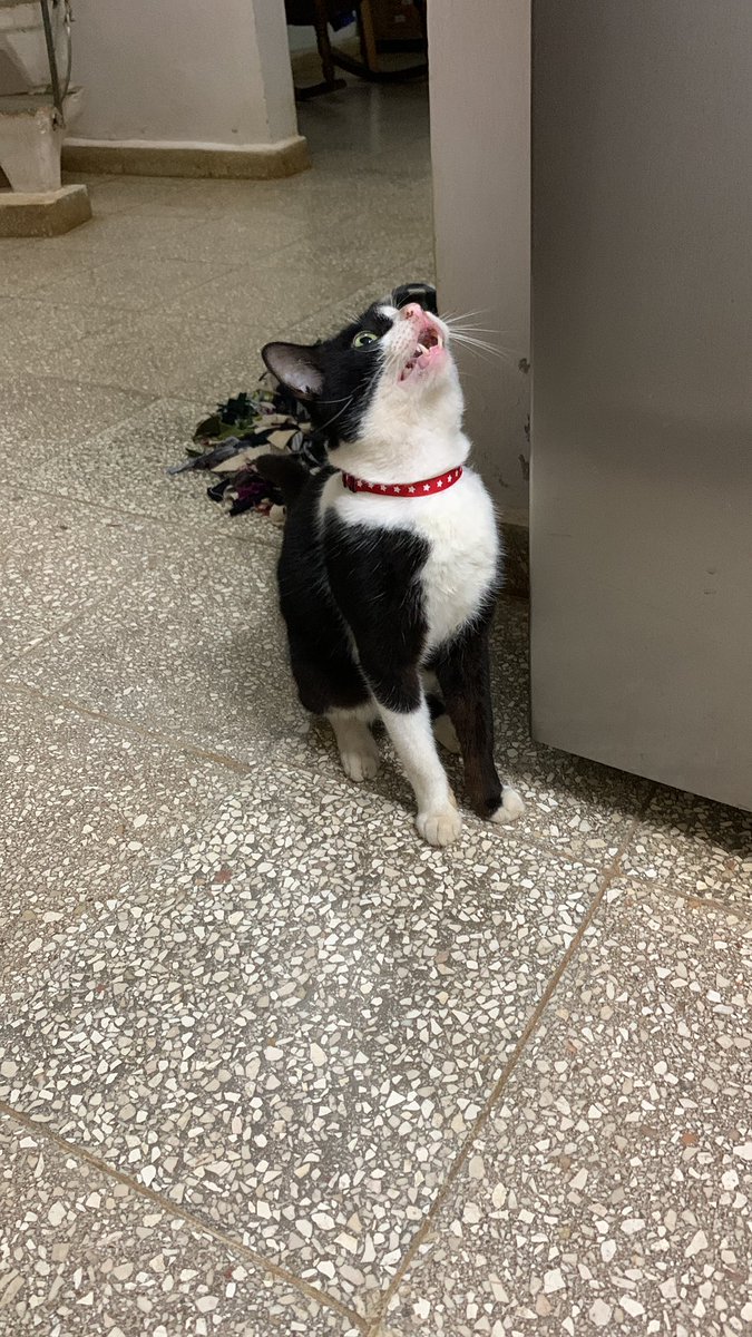 lanzan un gatito en la calle-&gt;agarras al gatito-&gt;lo llevas a casa-&gt;lo pones con tu gata recién parida a q lo adopte-&gt;pum 💥 tienes un gato