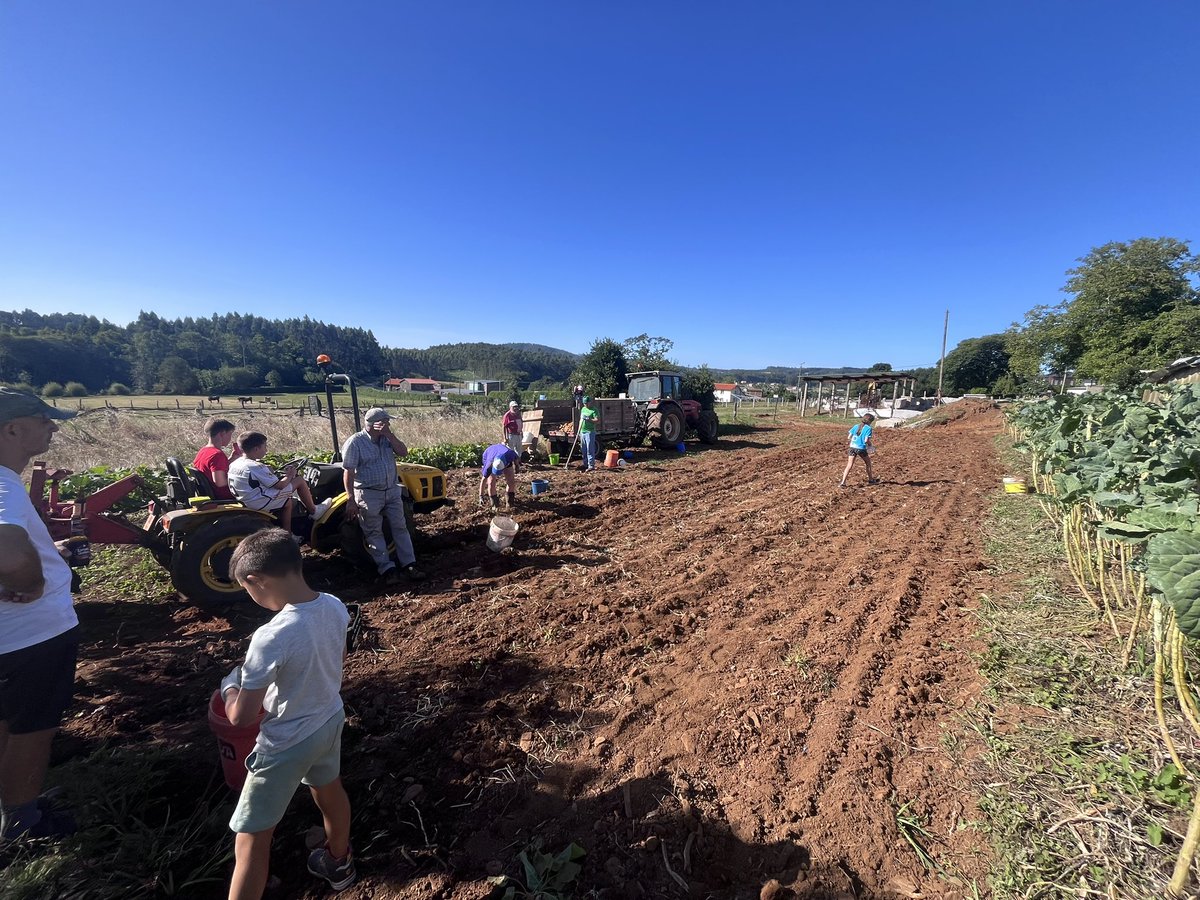 mmuino's tweet image. A cantos dos picateclas aquí presentes lles toucou apañar nas patacas? 🥔 #paraunhatortillaxatemos