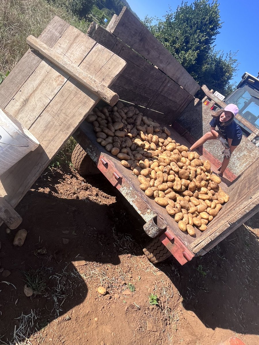 mmuino's tweet image. A cantos dos picateclas aquí presentes lles toucou apañar nas patacas? 🥔 #paraunhatortillaxatemos