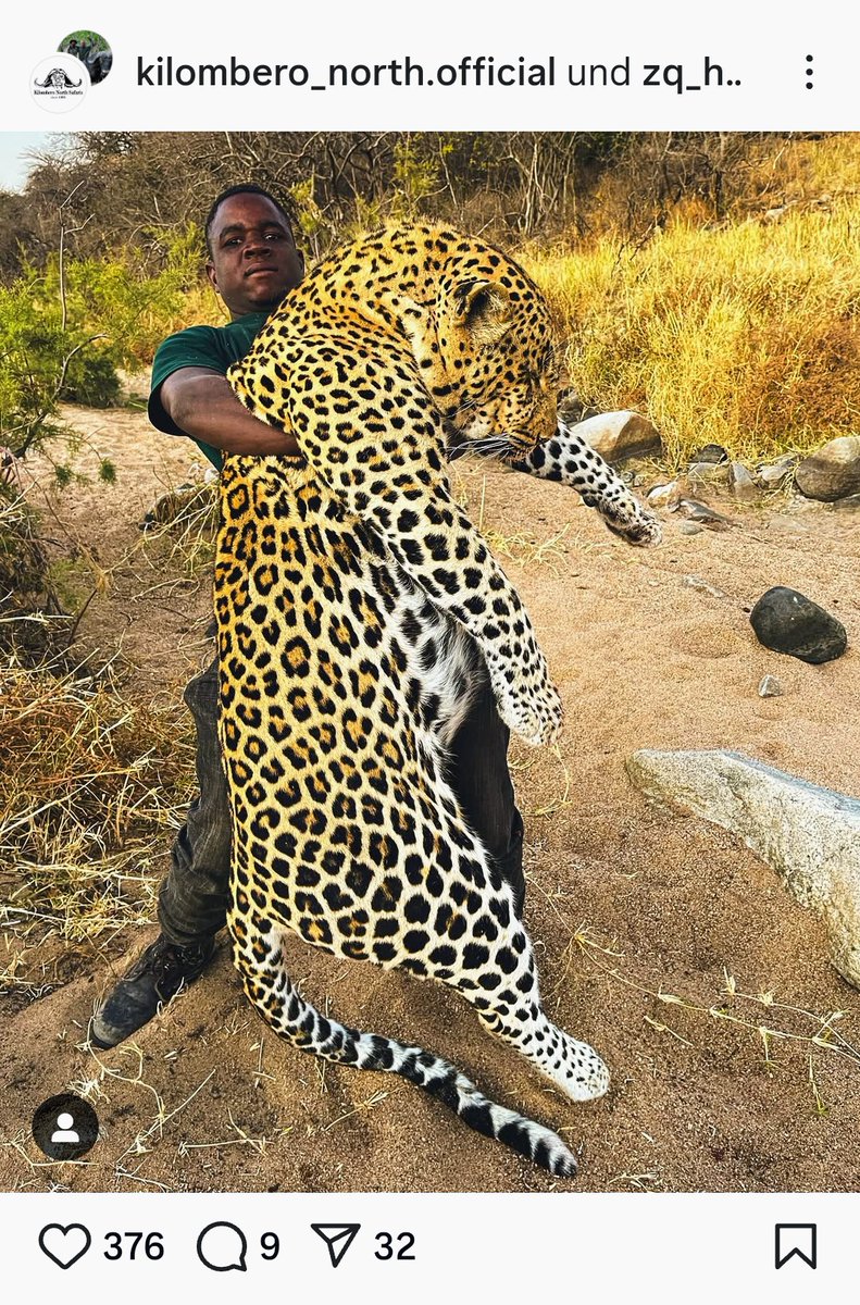 BillieWe27740's tweet image. How many more leopards have to die like this? Baited, hunted, killed... This isn&apos;t sport. It&apos;s cruelty. Shame on Kilombero North Safari.😡😡😡😡😡
#StopTrophyHunting
#TrophyHuntingIsNotConservation
#KillingIsNotConservation
#NotYourTrophy
#ProtectWildlife