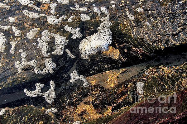 KayeMenner's tweet photo. #Bubbles #Afloat by Kaye Menner #Photography Wide variety #Prints &amp; lovely #Products at: 

https://t.co/bNCbi5IC3k https://t.co/02aTOaxG1a