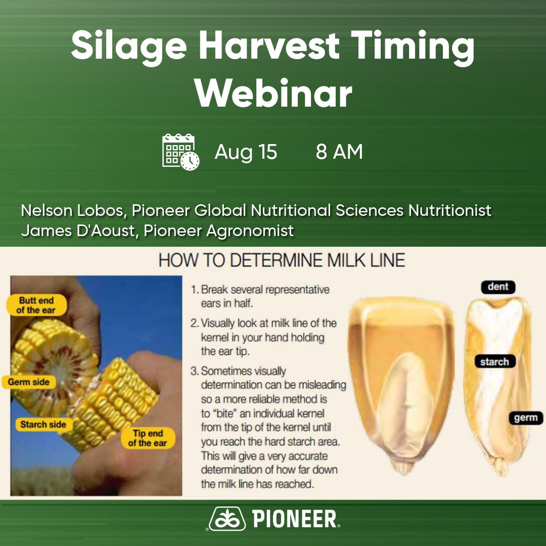 When is optimal silage harvest timing? 🌽 

➡️ When kernels are as mature as possible while maintaining enough whole plant moisture to achieve good compaction and fermentation in storage.

Register to learn more about corn silage harvest considerations: bit.ly/40UbcDP