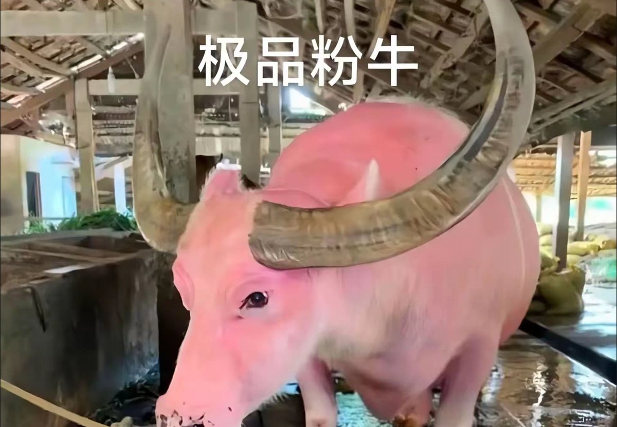 u_f3b's tweet photo. 发一张粉牛 https://t.co/DTCtqxHgb4
