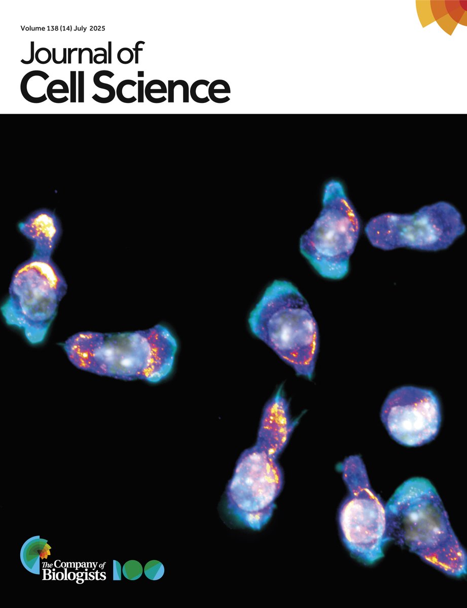 Congrats <a href="/liz_kurtz_/">Liz Kurtz</a>  on a beautiful cover image! <a href="/J_Cell_Sci/">J Cell Science</a>