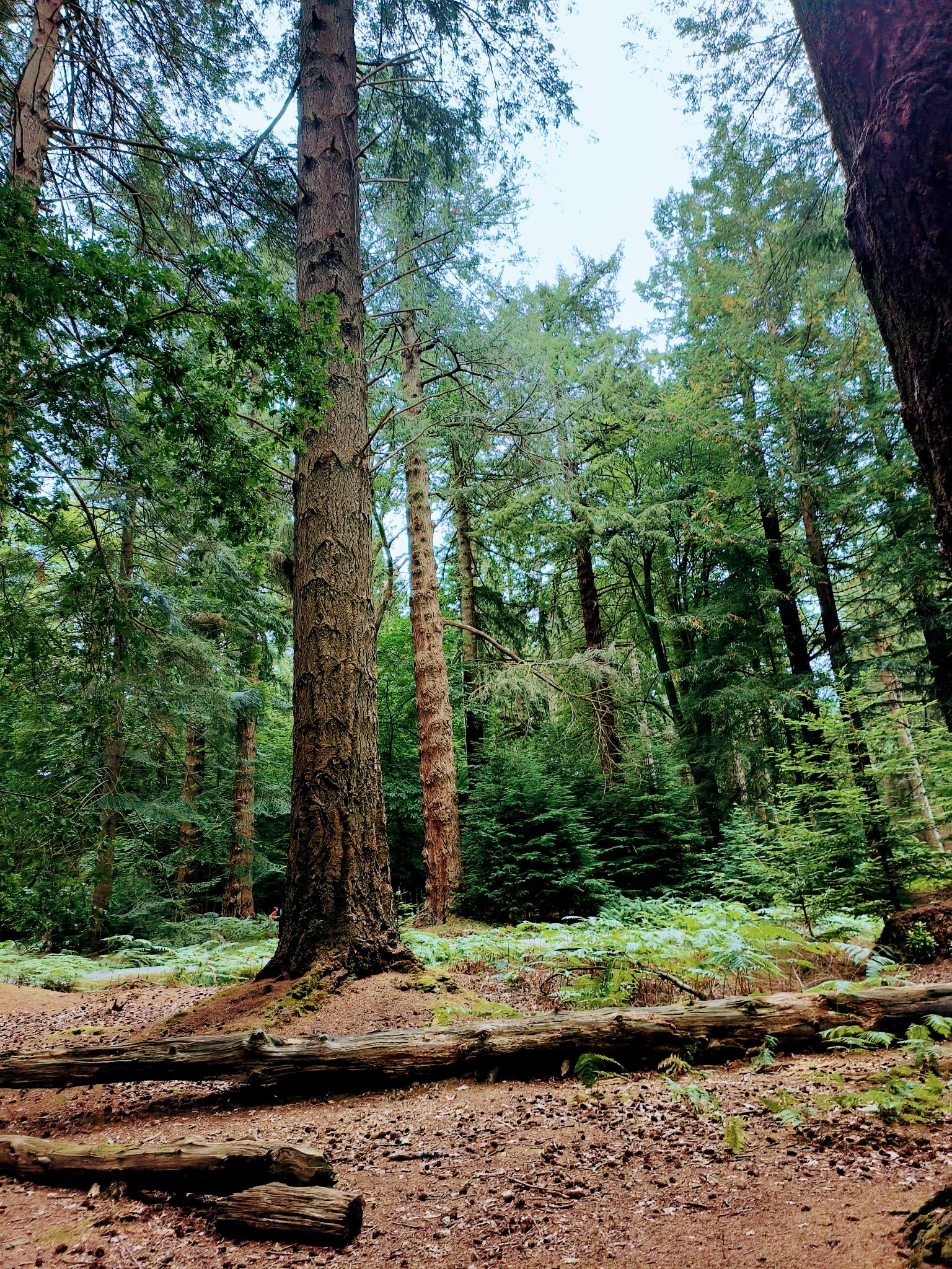 A Forest Bird Never Wants a Cage: Embrace True Freedom Now