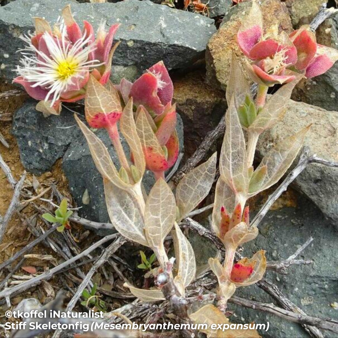 BotSocSA (@botsocsa) on Twitter photo #ThreatenedSpeciesThursday
The Stiff skeletonfig (๐๐ฆ๐ด๐ฆ๐ฎ๐ฃ๐ณ๐บ๐ข๐ฏ๐ต๐ฉ๐ฆ๐ฎ๐ถ๐ฎ ๐ฆ๐น๐ฑ๐ข๐ฏ๐ด๐ถ๐ฎ) is a vulnerable SA endemic with fewer than 10 known locations.
๐ฟ Shrinking habitat due to rooibos, wheat & wine farming
#RedListSA #Fynbos #SucculentKaroo
๐ธ: iNaturalist #ThreatenedSpeciesThursday
The Stiff skeletonfig (๐๐ฆ๐ด๐ฆ๐ฎ๐ฃ๐ณ๐บ๐ข๐ฏ๐ต๐ฉ๐ฆ๐ฎ๐ถ๐ฎ ๐ฆ๐น๐ฑ๐ข๐ฏ๐ด๐ถ๐ฎ) is a vulnerable SA endemic with fewer than 10 known locations.
๐ฟ Shrinking habitat due to rooibos, wheat & wine farming
#RedListSA #Fynbos #SucculentKaroo
๐ธ: iNaturalist