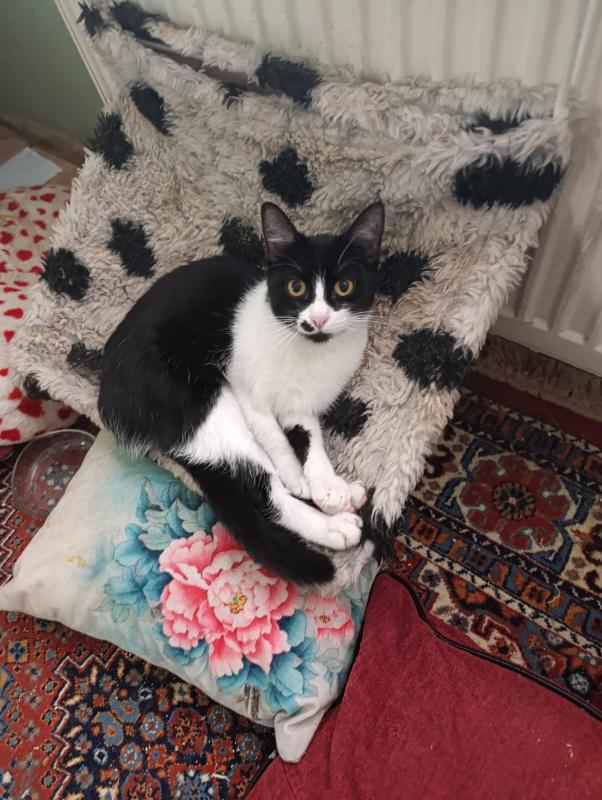 🚨BOLU KAYIP KEDİ🚨
Bulunduğu yerden alınıp başka yere atıldığı düşünülüyor. Lütfen gören olursa bana ulaşsın, adı Kiraz!