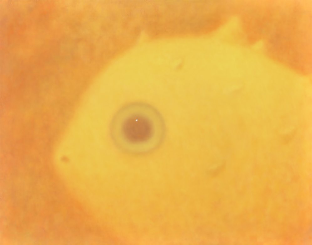 Zoë ᵕ̈ tweet media