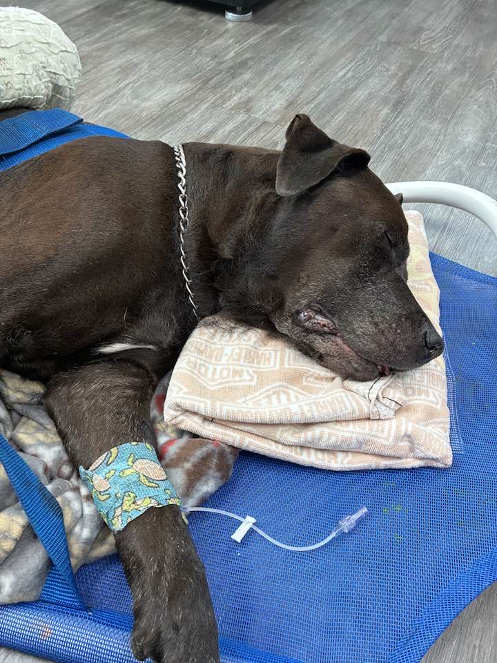 DogLovers03's tweet image. Today my baby stopped suffering and took his trip over the rainbow bridge at 1:30. He was the best boy in the world. I love you and miss you Buddy.