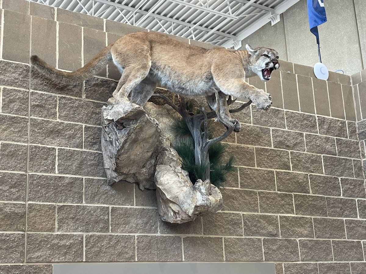 This Mountain Lion Mount has been in the making for a few years!  A large 160 lb. male.  Animal donated by alumni Nate Hengelfelt!  All privately funded.  Thank you donors!

Hung today in the west commons!!

BOOM!!