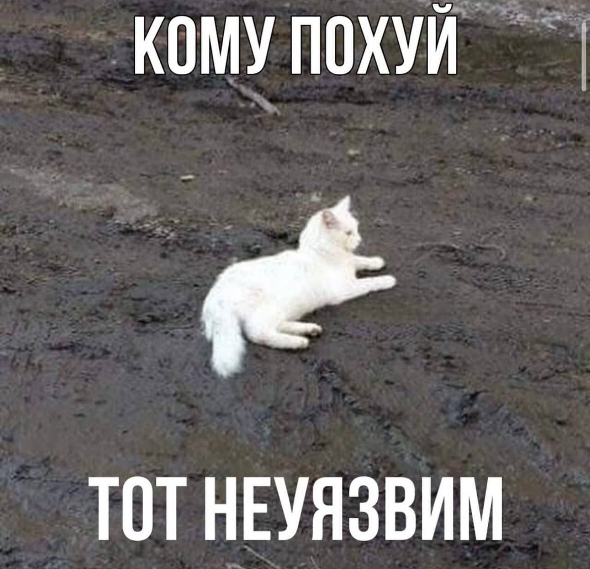 cats, i love cats (@catsilcats) on Twitter photo 