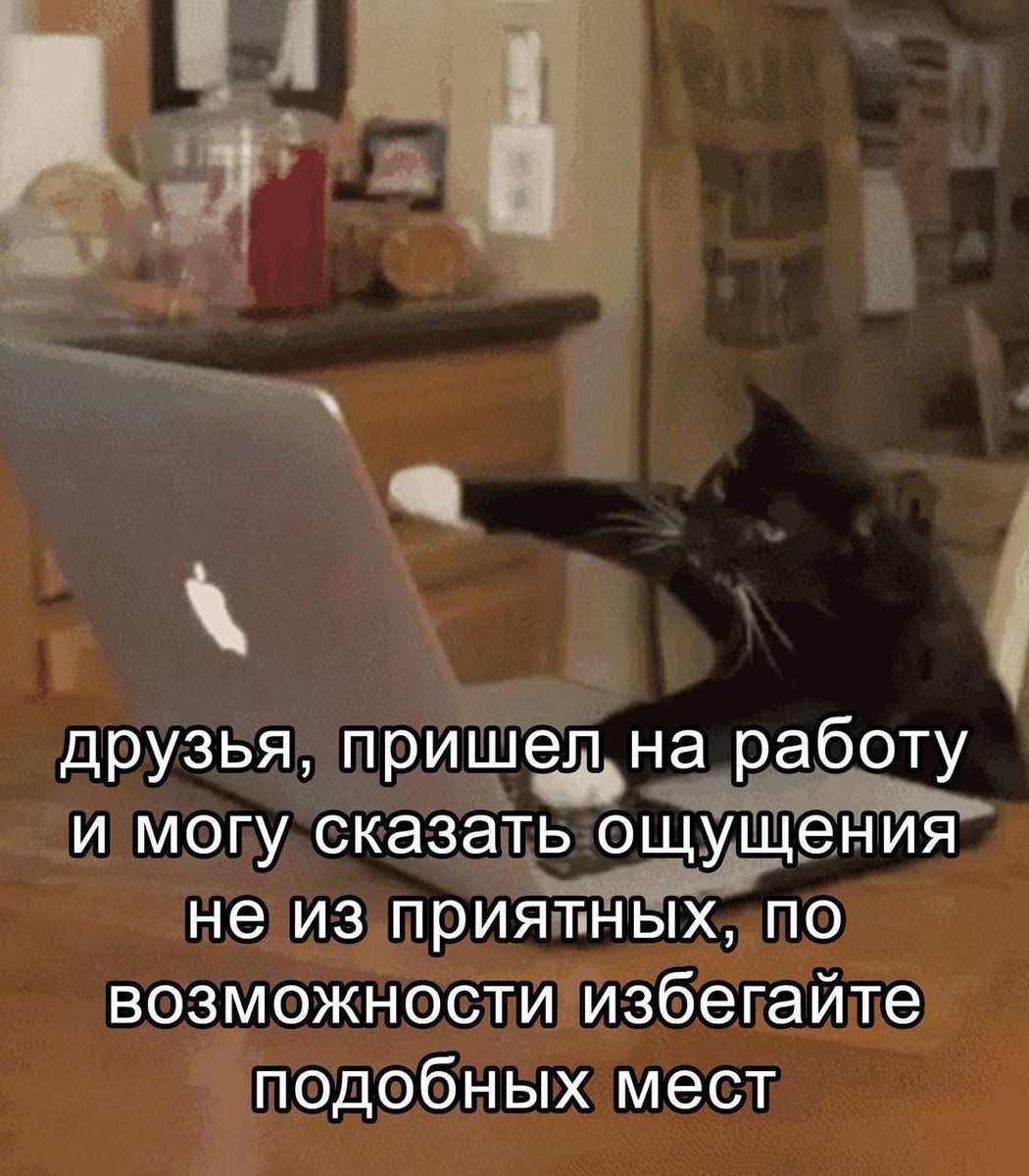 cats, i love cats (@catsilcats) on Twitter photo 