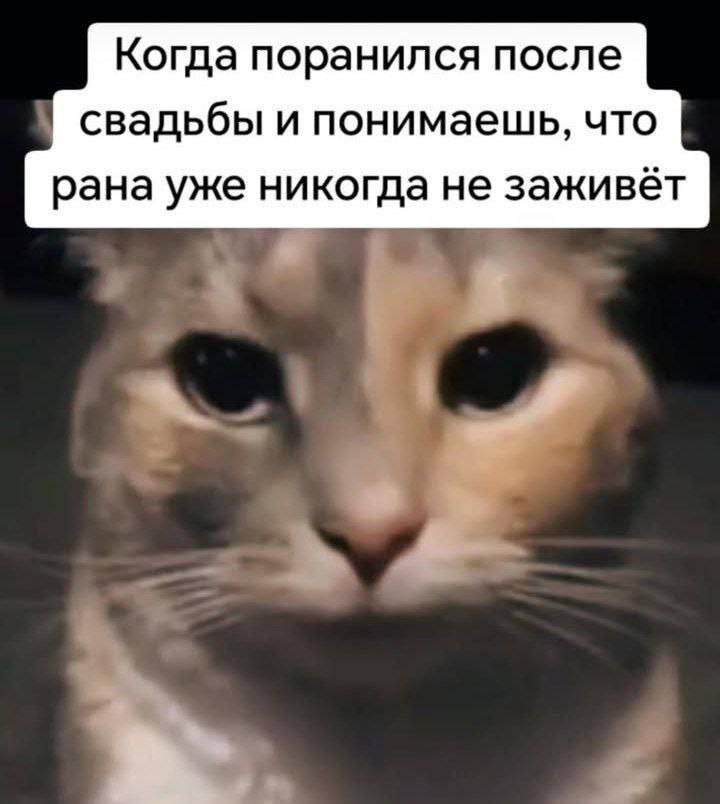 cats, i love cats (@catsilcats) on Twitter photo 