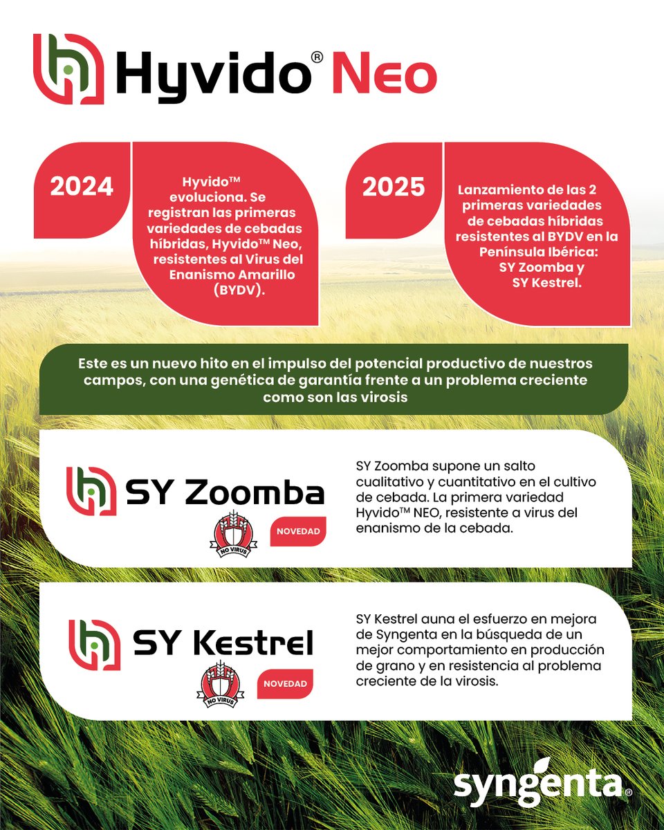 🚀🌾 ¡Vuelve la campaña Hyvido™ 2025!

🔹 Lanzamos Hyvido™Neo, con resistencia al Virus del Enanismo Amarillo. ¡Máxima protección!

🌾 Alta adaptabilidad y rentabilidad sin comprometer la sanidad del cultivo.

📘 Descubre todas las variedades 👉 syngenta.es/sites/g/files/…