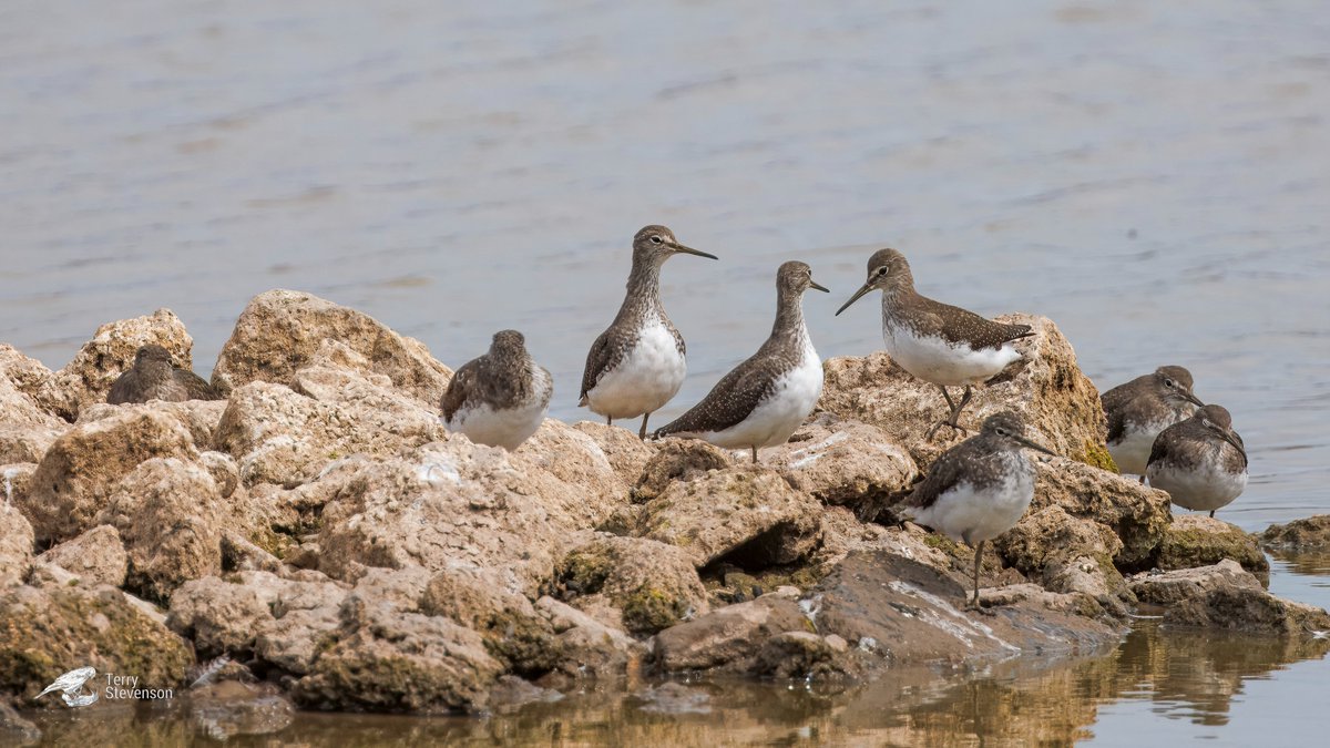 Terry Stevenson (@chulavista21) on Twitter photo At least eight #Green_Sandpipers on the Tack Piece today <a href="/slimbridge_wild/">Slimbridge Sightings</a> #GlosBirds At least eight #Green_Sandpipers on the Tack Piece today <a href="/slimbridge_wild/">Slimbridge Sightings</a> #GlosBirds