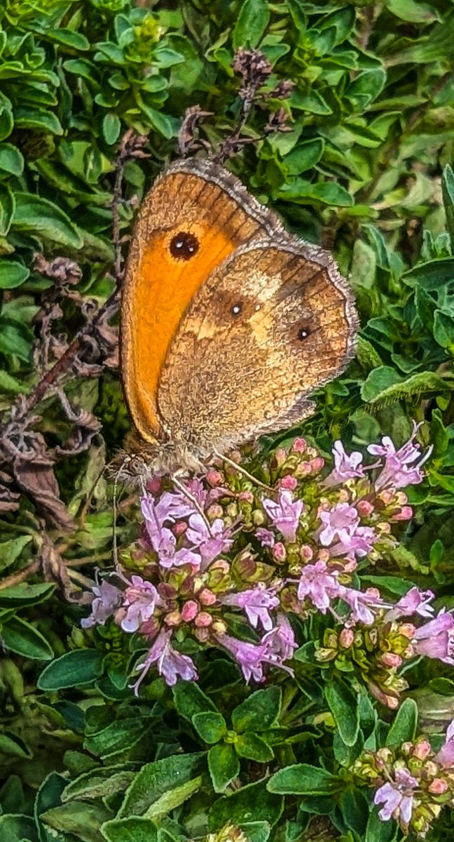 Pyronia tithonus / Amaryllis / (Gatekeeper) profiter de la fleur d'origan
#InsectThursday #macro
#NaturePhotography
🦋