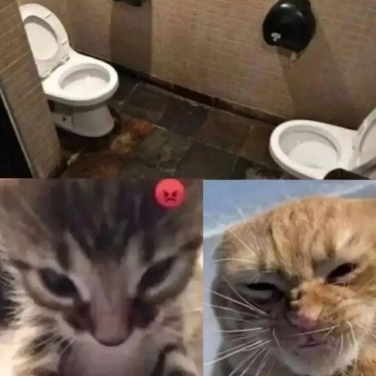 Punch Cat (@punchingcat) on Twitter photo 