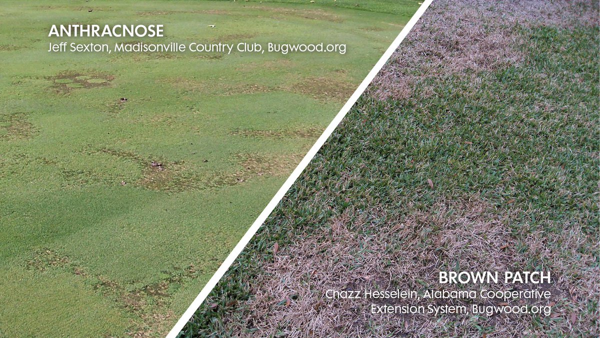 Don't mess around with #anthracnose and #brownpatch. Turn to #Tourney for cleanup of these troublesome turfgrass diseases. #fallcleanup