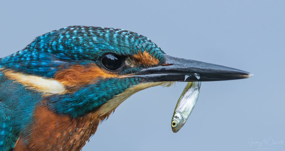Kingfisher with its prize.
<a href="/thetimes/">The Times and The Sunday Times</a> <a href="/BirdGuides/">BirdGuides</a> <a href="/HOSbirding/">Hampshire Ornithological Society</a> <a href="/NewForestNPA/">New Forest NPA</a> #birds #birdphotography <a href="/CanonUKandIE/">Canon UK and Ireland</a>