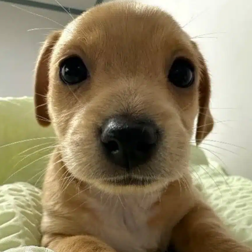 witloofdev tweet media