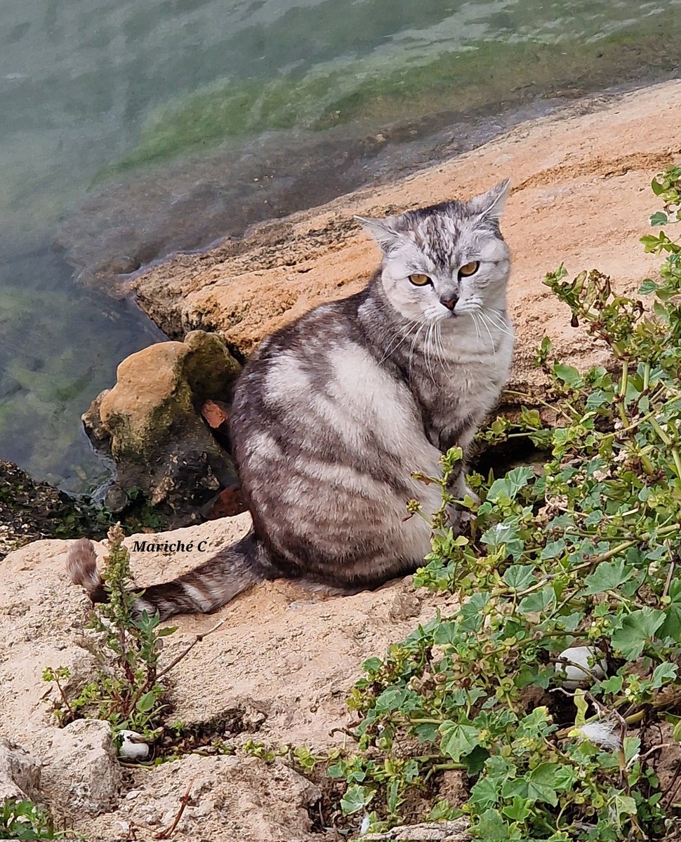 Gato 
#gatos #gato #cat #catlover❤️ #catphotography #gatosespaña #gato_cats #fotodelasemana #fotografia #gatosfofos #catmom #naturaleza #cuadro