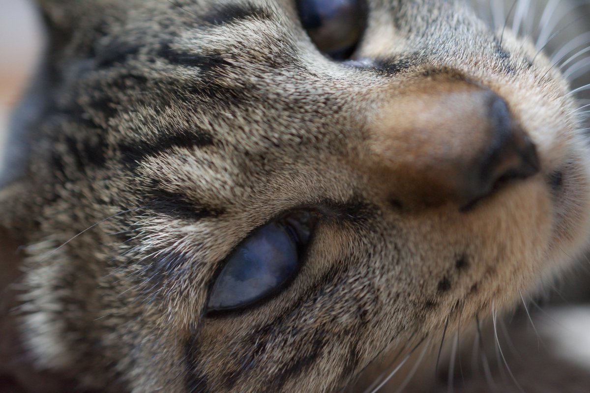 suusan00790087's tweet image. DX Micro ぬっこーる
#D7100