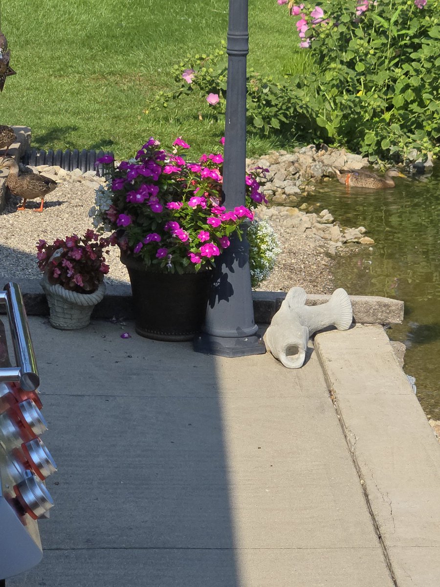If it weren't for God, my husband, nature, and flowers, I wouldn't be here. Also, other kind people who prayed for me.  I am amazed at how kind some people were yesterday.  Please keep praying for me and our son. I need to get the concrete fish painted. It was a gift from friends