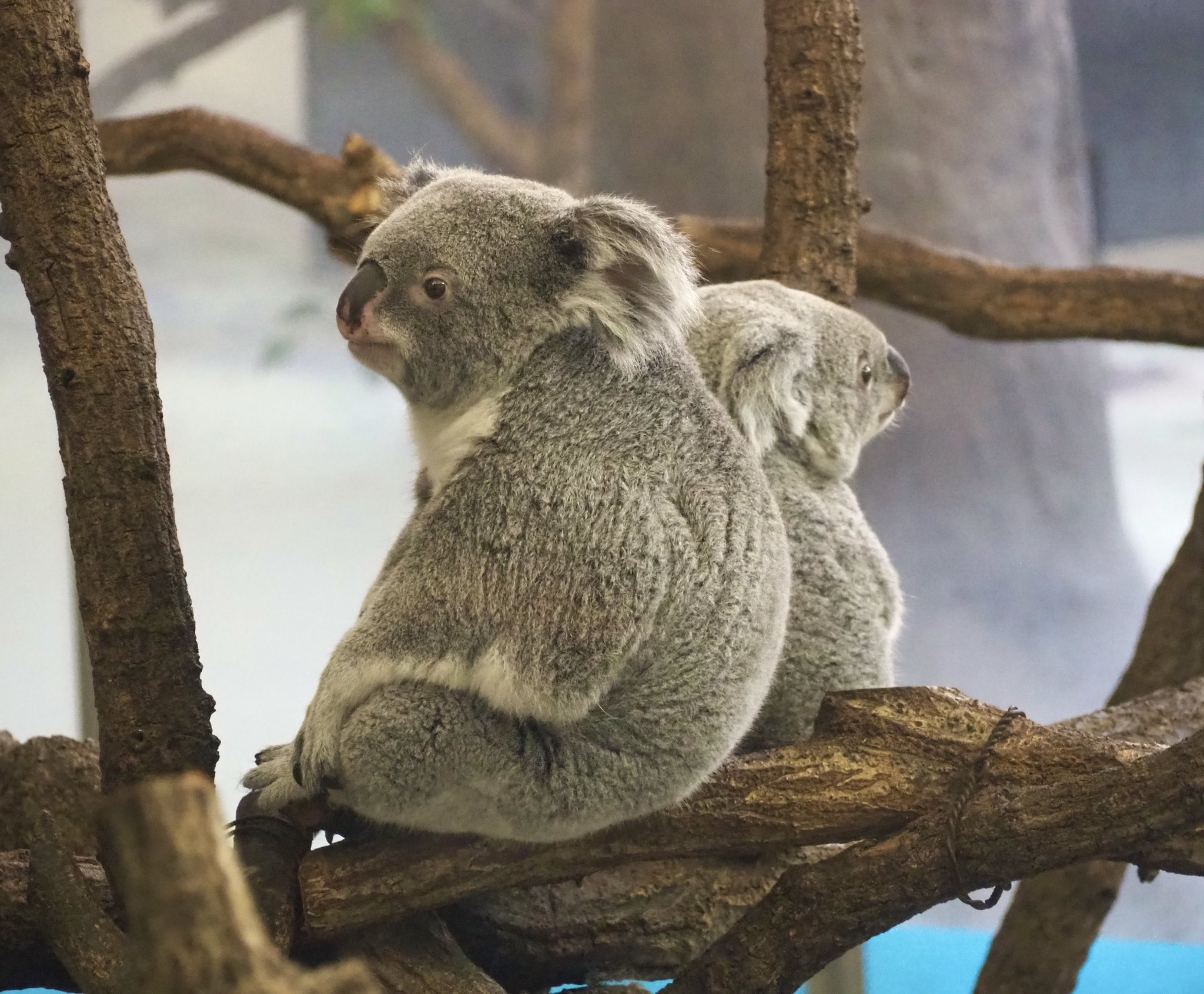取り置き中　コアラの親子とアジサイ　他5枚 つくしは良い🐨💖😴 20250711 🙅‍♀️無断転載禁止です