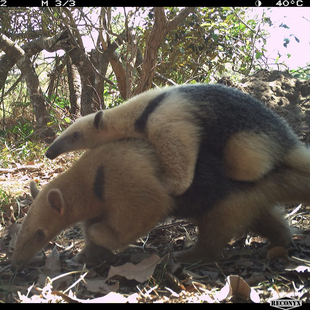 Trail_Cams's tweet photo. https://t.co/HuIuFNPORj