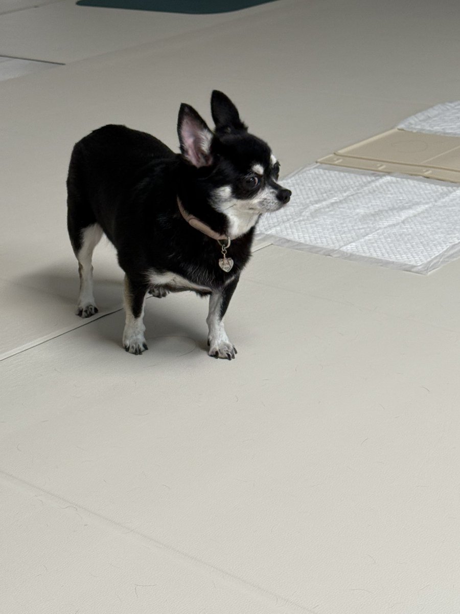 teamDDUDDU0210's tweet image. 아파트 방송 뭔소리 하나 집중해서 듣는편