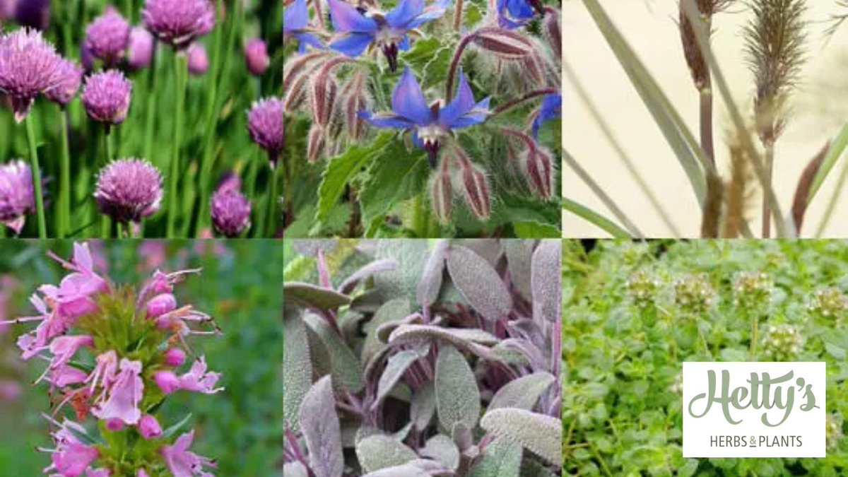 allotmentonline (@allotmentonline) on Twitter photo Day 7 of our National Allotments Week Giveaways - win a Pollinator Herb Collection from Hetty's Herbs & Plants! Bring the bees & butterflies to your Allotment!
Tag/share and enter on our website allotmentonline.co.uk/win-a-pollinat… #win #competition #herbs #growherbs #bees #butterflies Day 7 of our National Allotments Week Giveaways - win a Pollinator Herb Collection from Hetty's Herbs & Plants! Bring the bees & butterflies to your Allotment!
Tag/share and enter on our website allotmentonline.co.uk/win-a-pollinat… #win #competition #herbs #growherbs #bees #butterflies