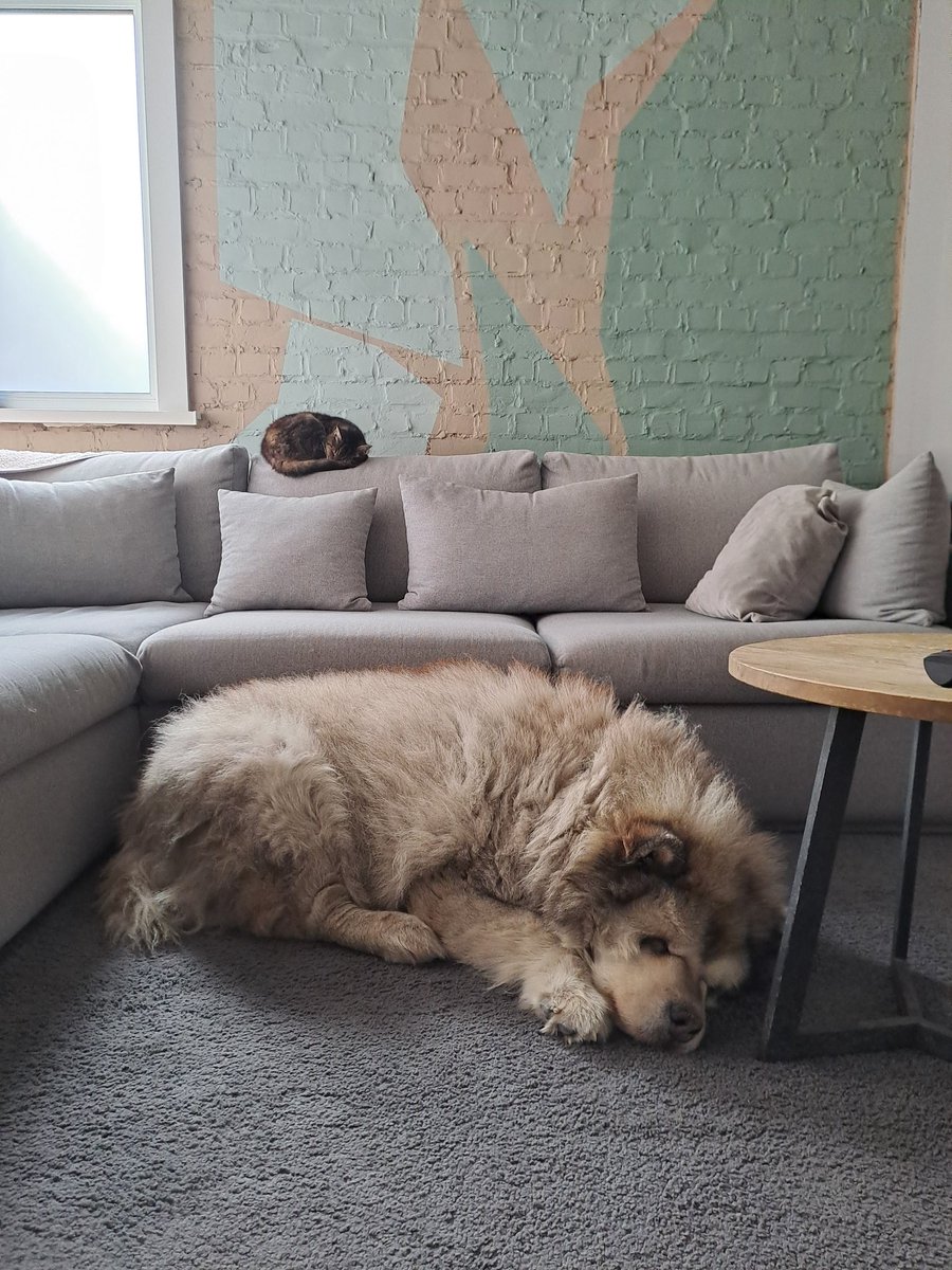 plan_tracker's tweet image. Mijn diertjes ❤️‍🔥❤️‍🔥❤️‍🔥❤️‍🔥❤️‍🔥❤️‍🔥❤️‍🔥❤️‍🔥❤️‍🔥
#middagdutje