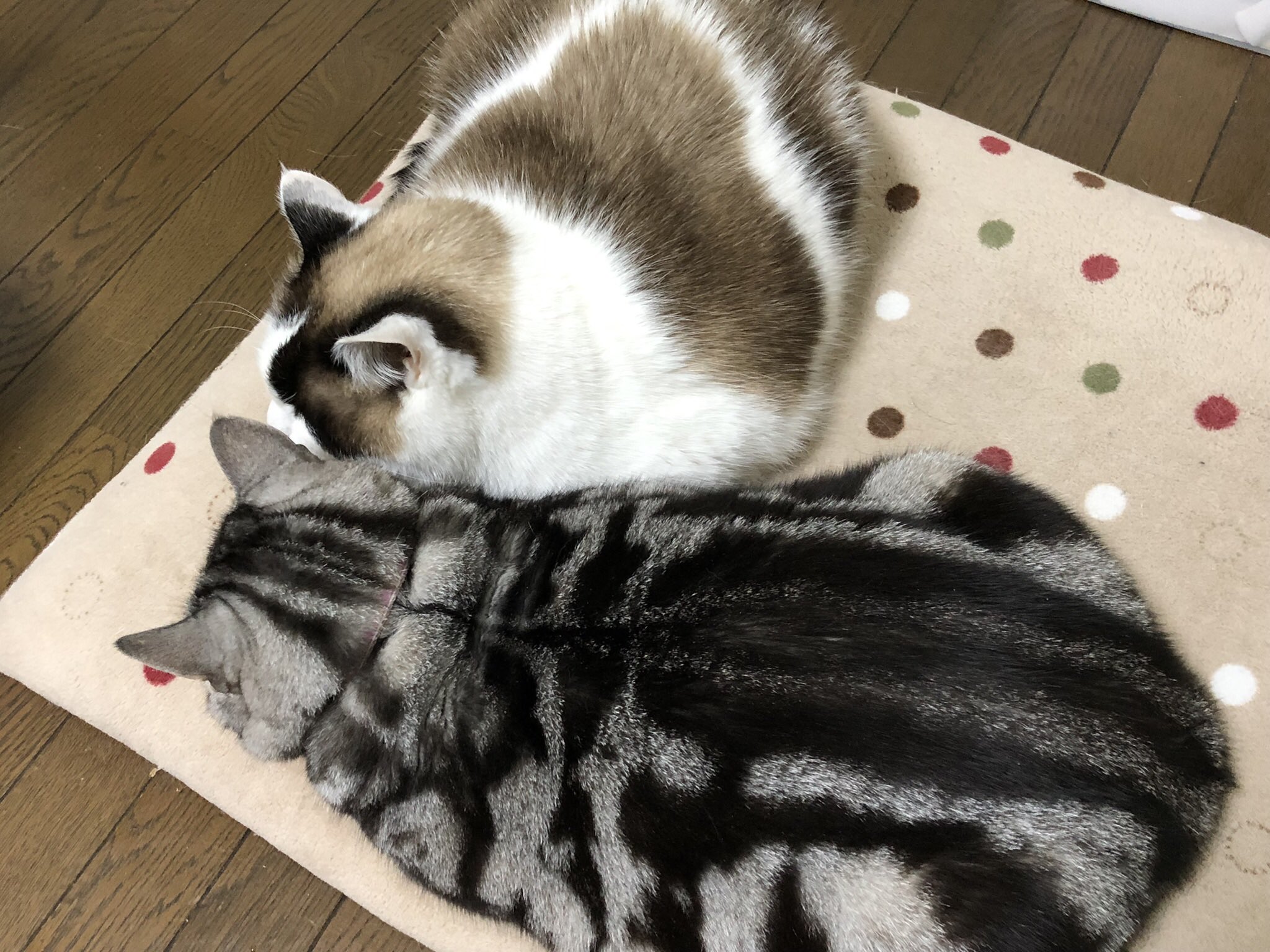 tw様予約 絵画「三匹の猫〜石狩鍋危機一髪！／海鮮丼でかくれんぼ」 tw様予約 絵画「三匹の猫〜石狩鍋危機一髪！／海鮮丼で