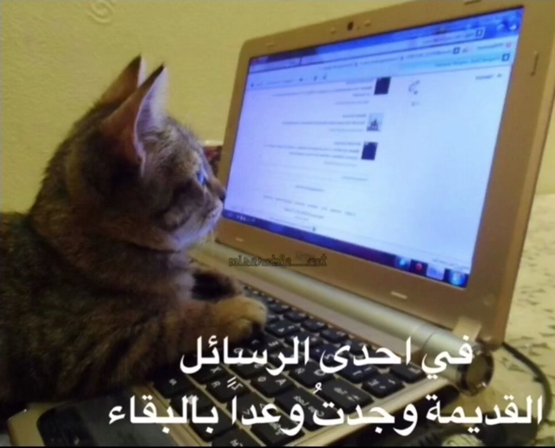 Shadow (@mahmoudalnady0) on Twitter photo 