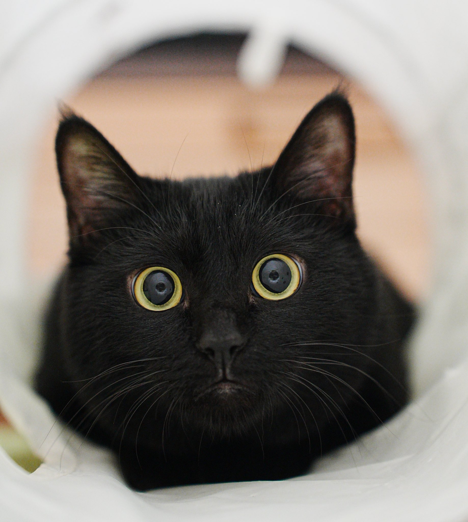 くろねこ くろいねこ🐈‍⬛🖤 on X: 