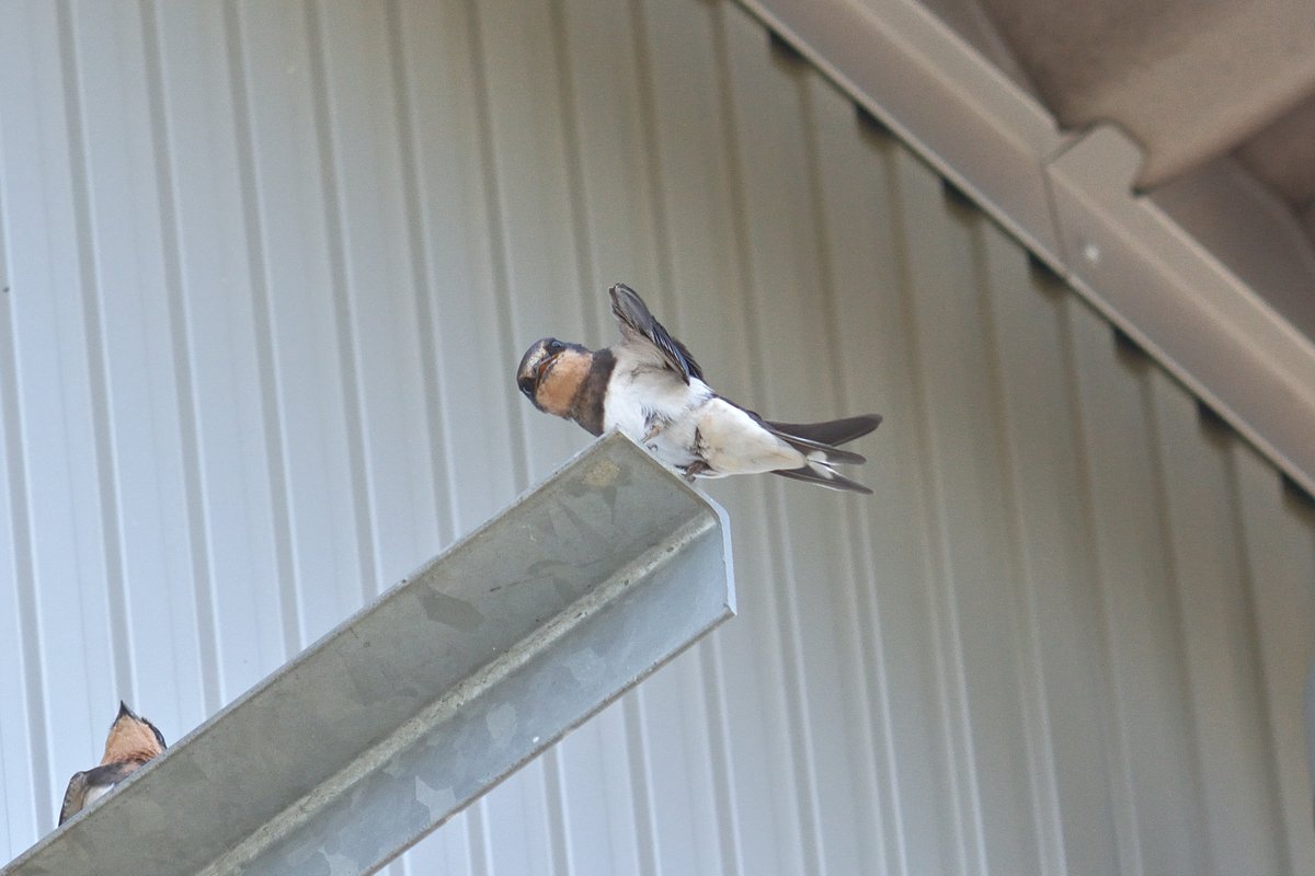 suusan00790087's tweet image. ペンギンみたいなツバメ
#D7100