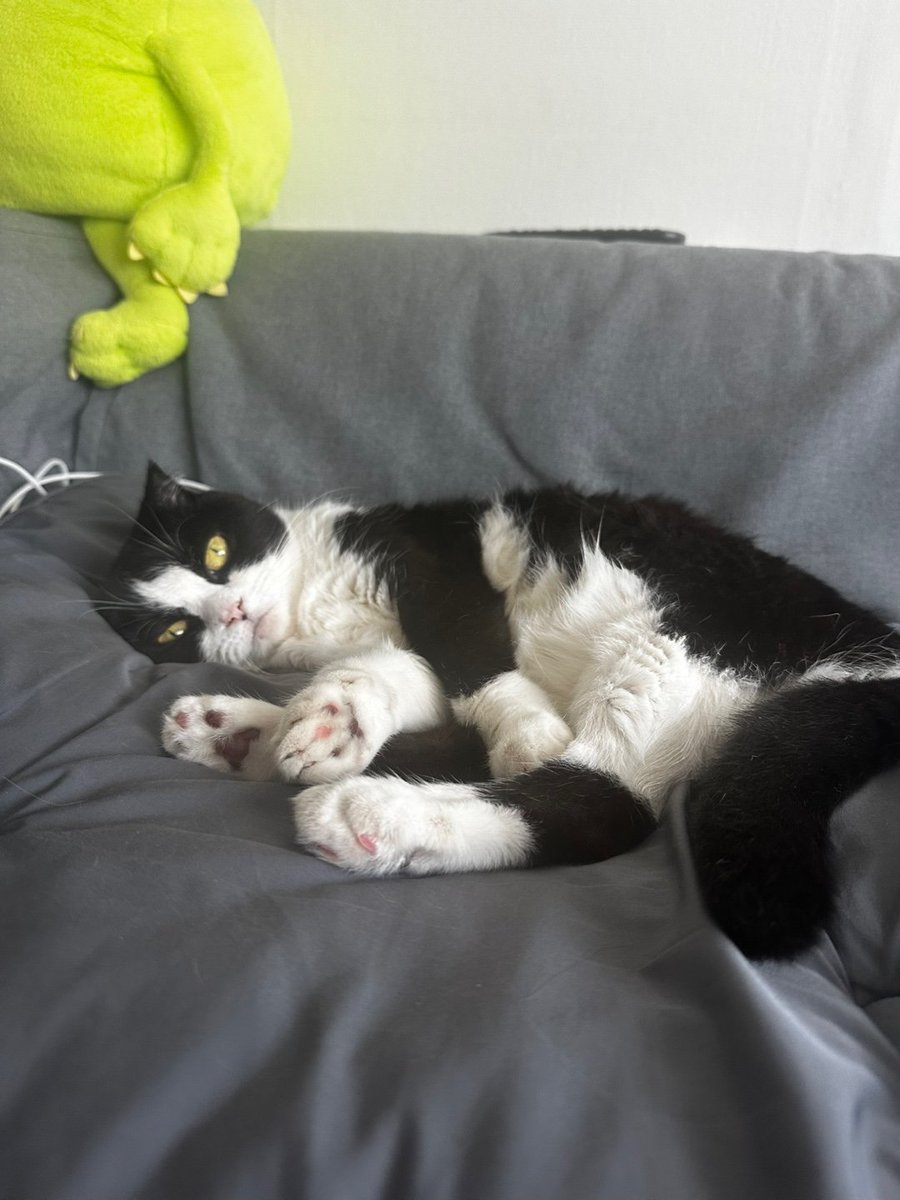 tuxedo_dongdong tweet picture