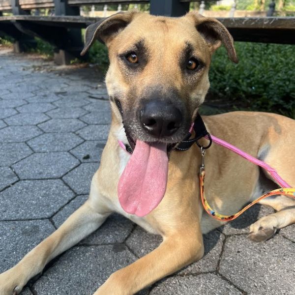 Nala • Belgian Shepherd / Malinois
Location: Staten Island, NY

More info ➜ littlepawsplace.com/redirect/nala-…
Adopt from anywhere 🐾

#AdoptDontShop #PetRescue #LittlePawsPlace