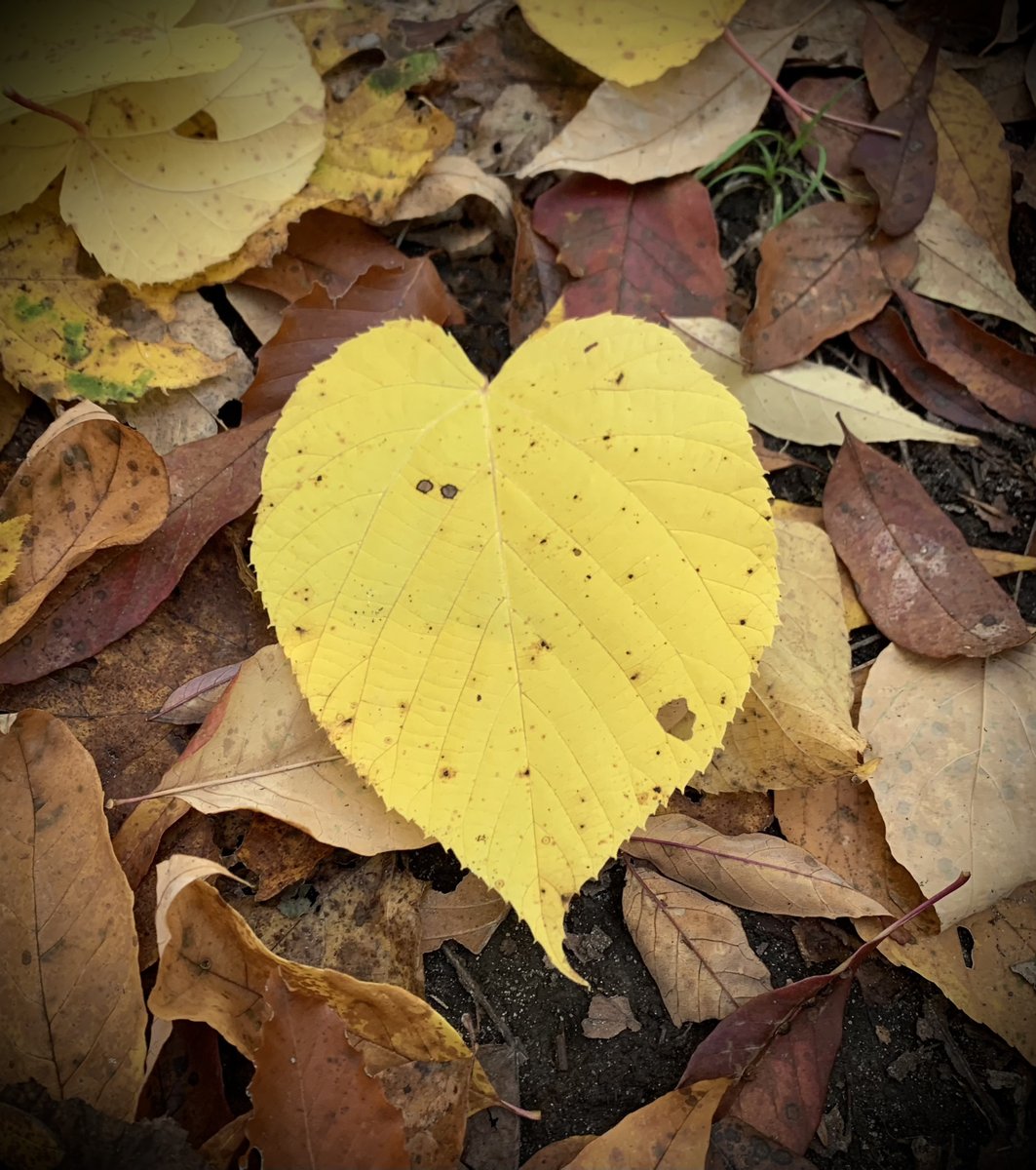 Love lives on, even when our most beloved people don’t. Remember them with a native tree seedling planted in your loved one’s name, right here in the Rideau Valley. Learn more:  rvcf.ca/ways-to-give/m…