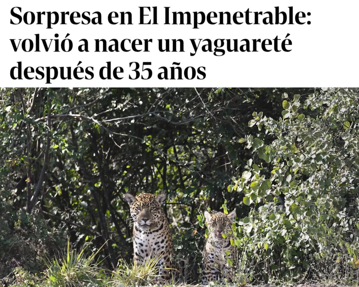 Juan Manuel Rossi (@juanrossips) on Twitter photo Felicitaciones a <a href="/RewildingArg/">Rewilding Argentina</a> y a <a href="/ParquesOficial/">Parques Nacionales Argentina</a>
📸: Pablo Luna y Darío Soraire #ParquesNacionales
+ Info: clarin.com/sociedad/sorpr… Felicitaciones a <a href="/RewildingArg/">Rewilding Argentina</a> y a <a href="/ParquesOficial/">Parques Nacionales Argentina</a>
📸: Pablo Luna y Darío Soraire #ParquesNacionales
+ Info: clarin.com/sociedad/sorpr…