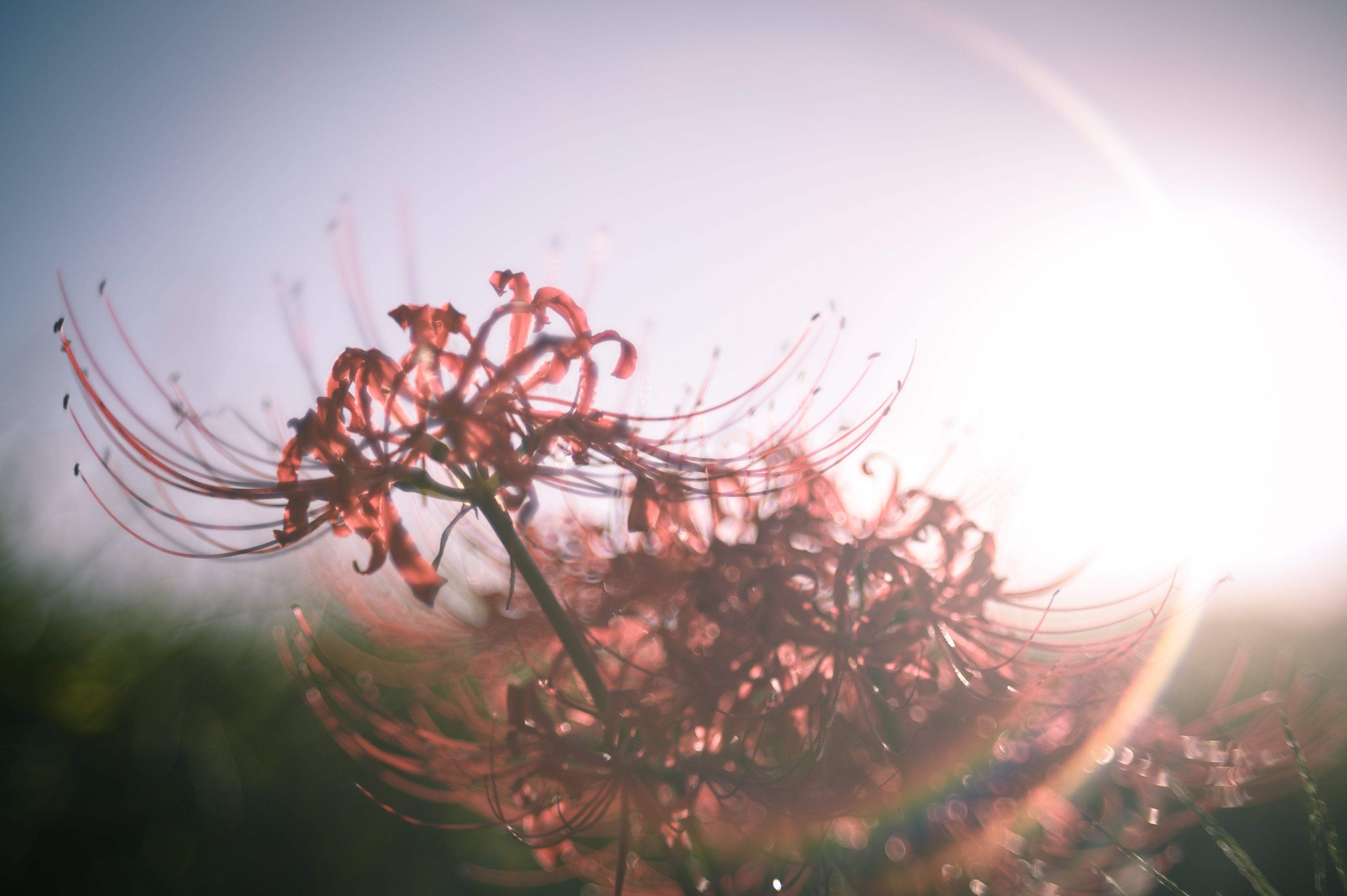 花y…ページ•*¨*•.¸♬︎ 花の写真と名言 【Switchy】