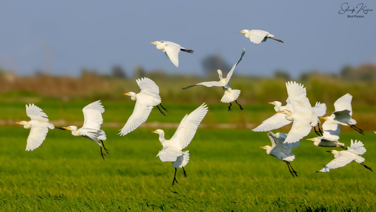 Benim için sözün bittiği yer fotoğrafı bu...💓

📍Silifke, Mersin

#sığırbalıkçılı #selcuk_kuscu_birds