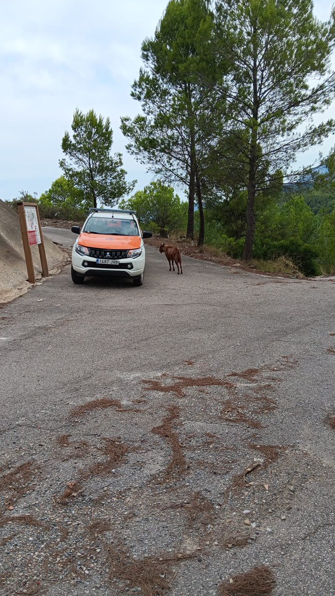 Ahir varem iniciar les guaites forestals des de la torre de Castellet. Anirem combinant aquest punt de vigilància amb Vallhonesta. Farem guaites especialment els dies d’alerta per calor i risc incendi forestal. <a href="/SVCastellet/">SVCastellet</a> <a href="/avpcsvc/">PC SVCastellet</a>