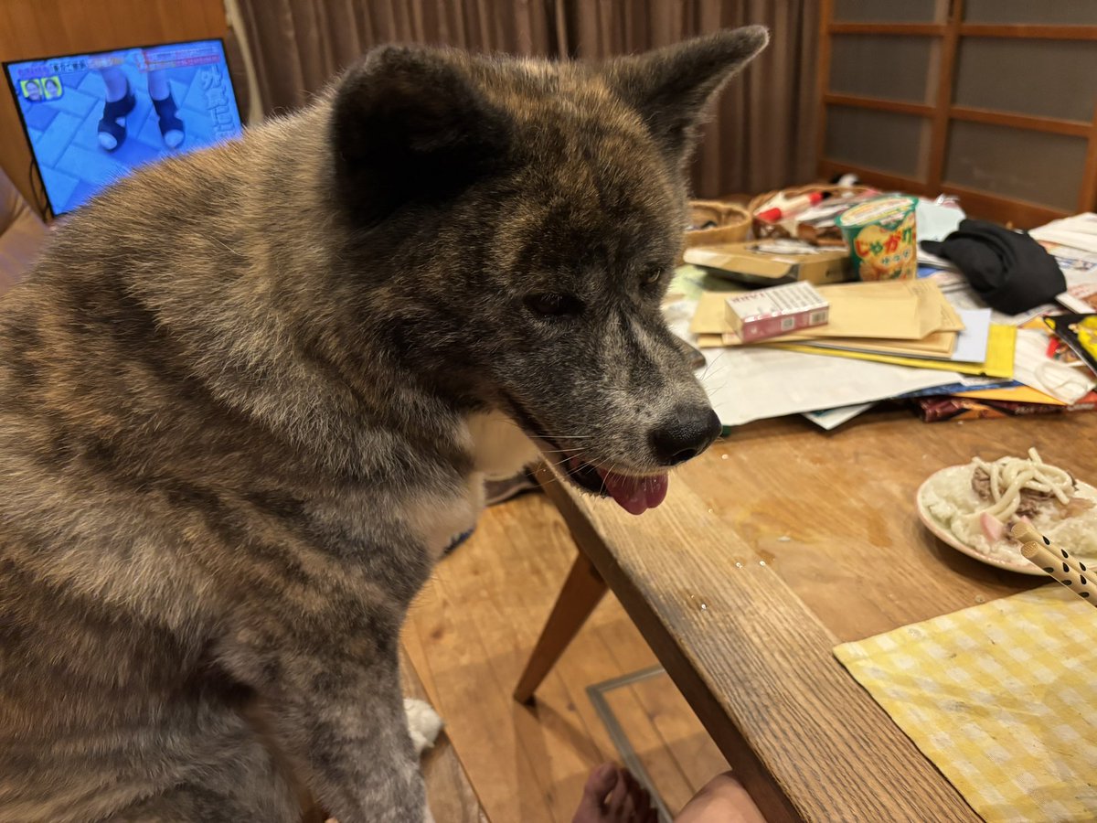 今日は午後から二種養成講師の講習に参加しました😅令和9年に制度改革に対応できるような講習でした😅帰宅して、ゆずちゃんお出迎えからの夕方散歩徘徊しました🐕茜色の空でパシャリ📷からの晩酌タイムです🍺今日アテは焼き鳥とうどんです😁ゆずちゃんには味抜き肉とうどん等々をお裾分けしました🐶