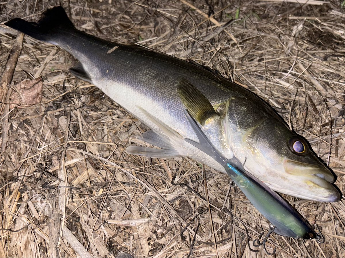 yuji_0000's tweet image. チョンチョントゥイッチ❗️

#宮城 #シーバス
#DIVISER #Hooze